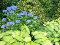 hosta f. gold standard.jpg_s.jpg